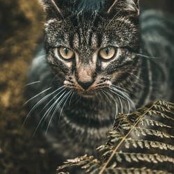 Stray