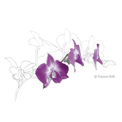 Dendrobium phalaenopsis Hybride