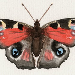 Schmetterling