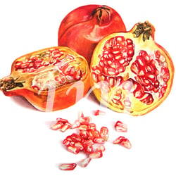Granatapfel, Aquarell auf Papier