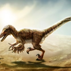 Velociraptor