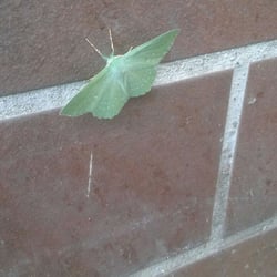 IMG-20180530-WA0004