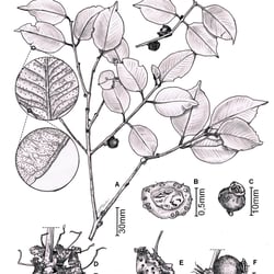 Botanical