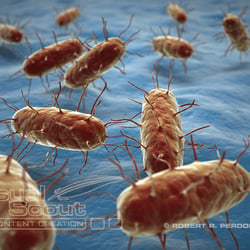 Bakterium Bordetella Pertussis