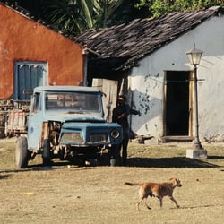 sending the dog back home
