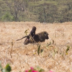 lake nakuru82