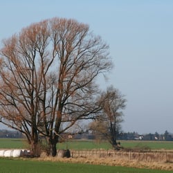 Elefantentron im Winter