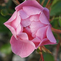 Rose Rosa