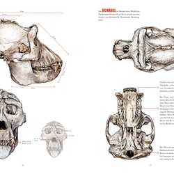 Gorilla (Sachbuch)