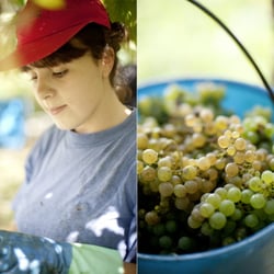 Uvas 06