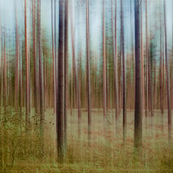 aus der Serie „Nature“