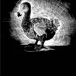 Dodo