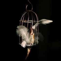 Traum vom Fliegen