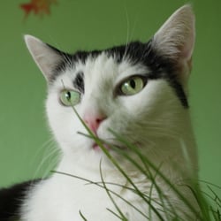 Bastet