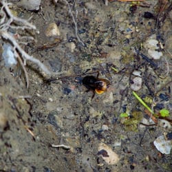 Hummel
