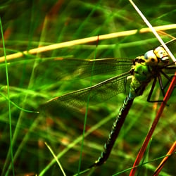 Libelle