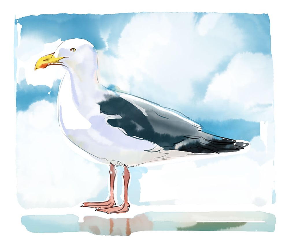 Silbermöwe