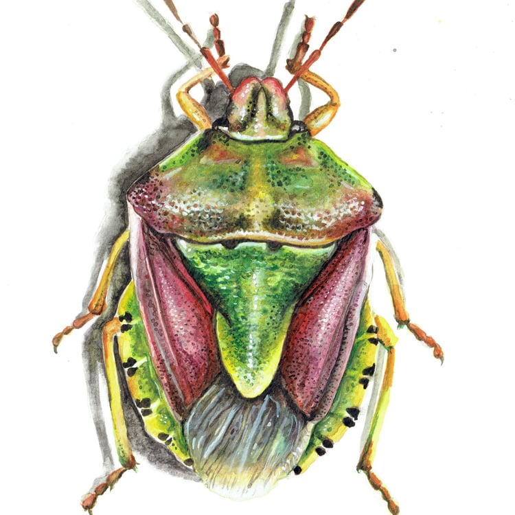 Felicitas Blech