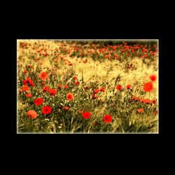 Mohn