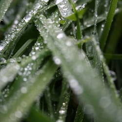 Tropfen auf Grashalme