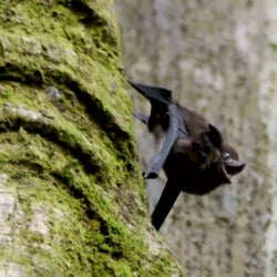 Costa Rica – Wildlife
