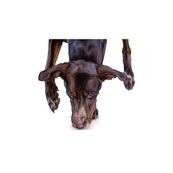 Vizsla Mischling