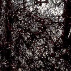 Chiharu Shiota