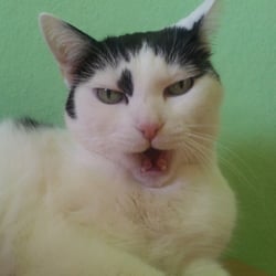 Angry Bastet No 02