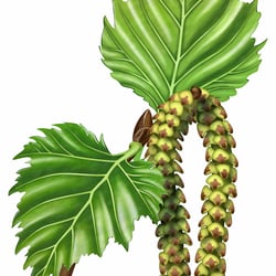 Birkenblätter