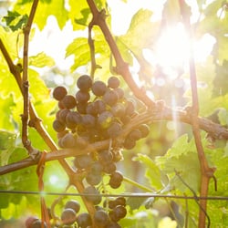 TIRZA – Weingut & Gästezimmer Edelmann