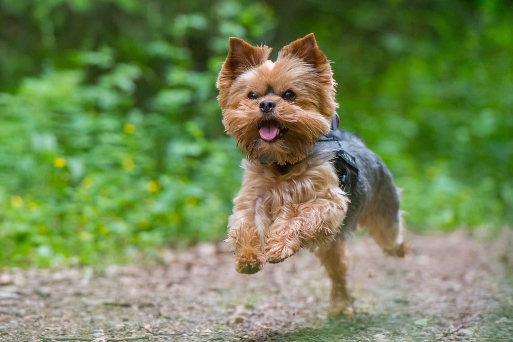 Tiere