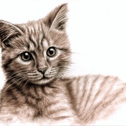 Kätzchen, Sepia-Kohle