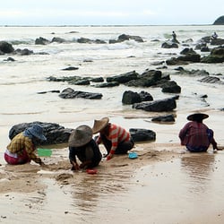 Women collecting shells
