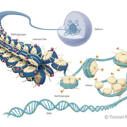Epigenetik