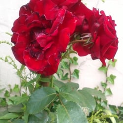 Natur 2012 Blumen Rosen