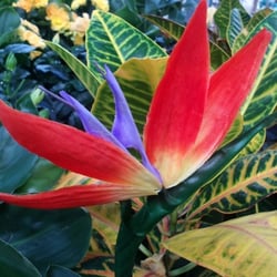 Natur 2012 Blumen