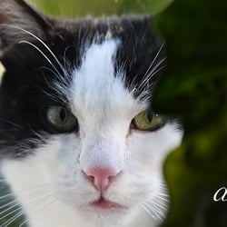 Katze im Grünen