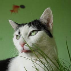 Bastet the Cat 2012