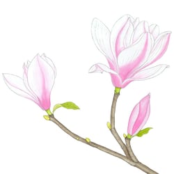 Magnolie