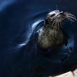 Fotografie – Zoo am Meer