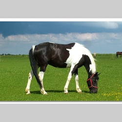 Esref Yilmaz/Fotografie: Tiere
