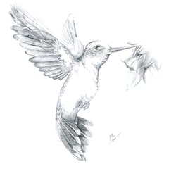Kolibri