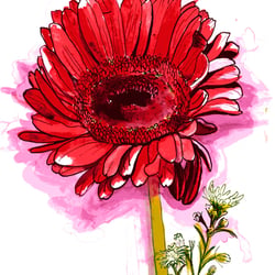 Tanacetum coccineum,  Tusche auf Papier, A4