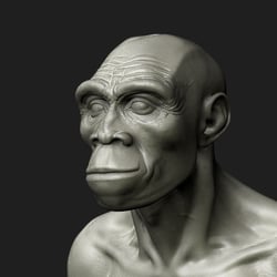 Homo Erectus