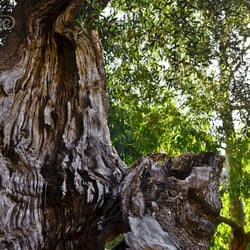 Nature Photography