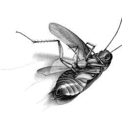 Animal Studies – Kakerlake