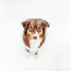 Nala