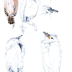 Toter Spatz – Tools: Bleistift, Pinsel, Aquarellfarben