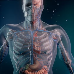 Medical Illustration