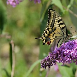 Schmetterling